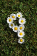 Daisy Flower Number Nine Daisy Flower Number Nine