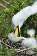 grande aigrette au nid oisillon