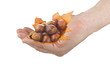 Mano con Castagne