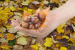 Raccogliere le Castagne