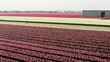 Tulip Field in Holland Tulip Field in Holland