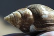 old shell