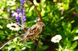 A sparrow A sparrow