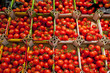 Tomates rondes sur l'étalage d'un supermarché (fruits et légumes