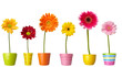 flower nature garden botany daisy bloom pot