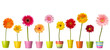 flower nature garden botany daisy bloom pot flower nature garden botany daisy bloom pot