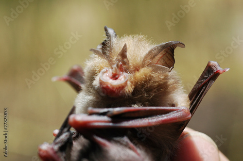 Photo: Bat with child Bat with child