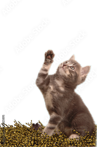 Photo: Gattino che gioca Gattino che gioca