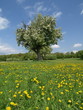 Sommerwiese 006