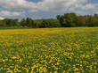 Sommerwiese 007