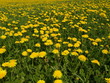 Sommerwiese 008