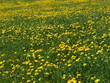 Sommerwiese 009