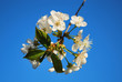 Cherry blooming