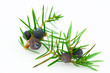 Juniper twig on a white background