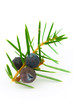 Juniper twig on a white background