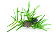 juniper twig on a white background