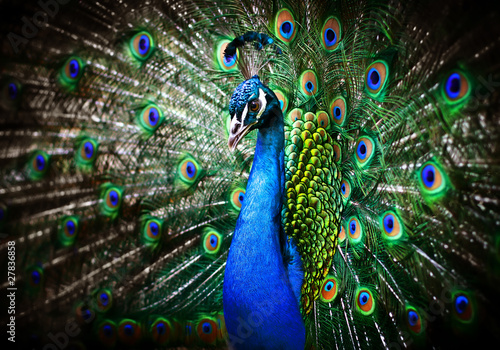 Photo: Beautiful peacock Beautiful peacock