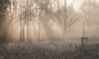 morning dew