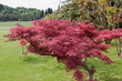 Red shrub
