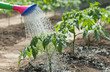 watering tomato watering tomato