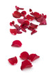 Rose petals on white. Rose petals on white.