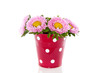 Pink Dahlia flowers  in an iron red  flower pot   isolated over