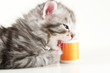 kitten plays with sewing bobbin