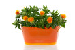 orange flower bouquet in an iron vase isolated on white backgrou