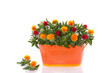 orange red flower bouquet in an iron vase isolated on white back