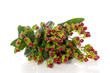 a bunch of St. John's Wort . flowers isolated over white. . a bunch of St. John's Wort . flowers isolated over white. .
