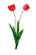 Two red tulips on a white background
