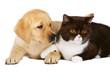 British cat and puppy labrador. British cat and puppy labrador.