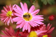 Blooming garden