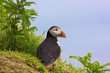 Puffin
