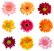 flower nature garden botany daisy bloom