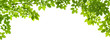 Green Leaves border