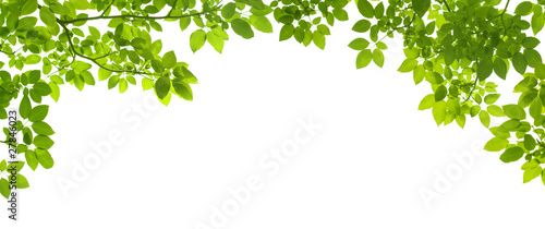 Photo: Green Leaves border Green Leaves border