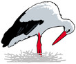 Oiseaux - Cigogne au nid