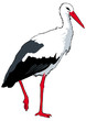 Oiseaux - Cigogne