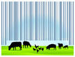 Viehzucht barcode