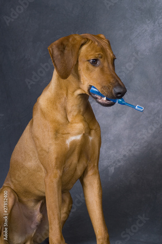 Photo: dog with toothbrush in muzzle dog with toothbrush in muzzle