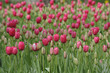 tulip-tulip festival- tulip garden
