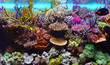 marine aquarium corals