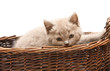 Beautiful Lilac Kitten In A Basket