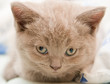 Head Of A Kitten