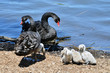A family of black swans with signets by the river in Adelaide.