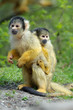 cute squirrel monkey