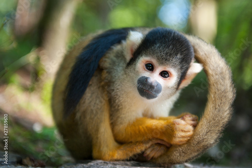 Photo: cute squirrel monkey cute squirrel monkey