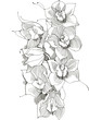 picture orchid,monochrome image