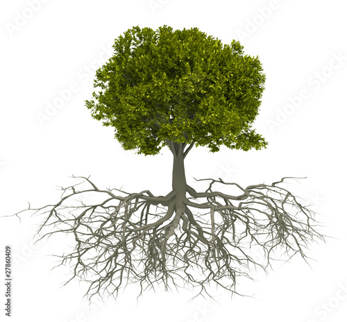 Illustration: Tree and root Tree and root